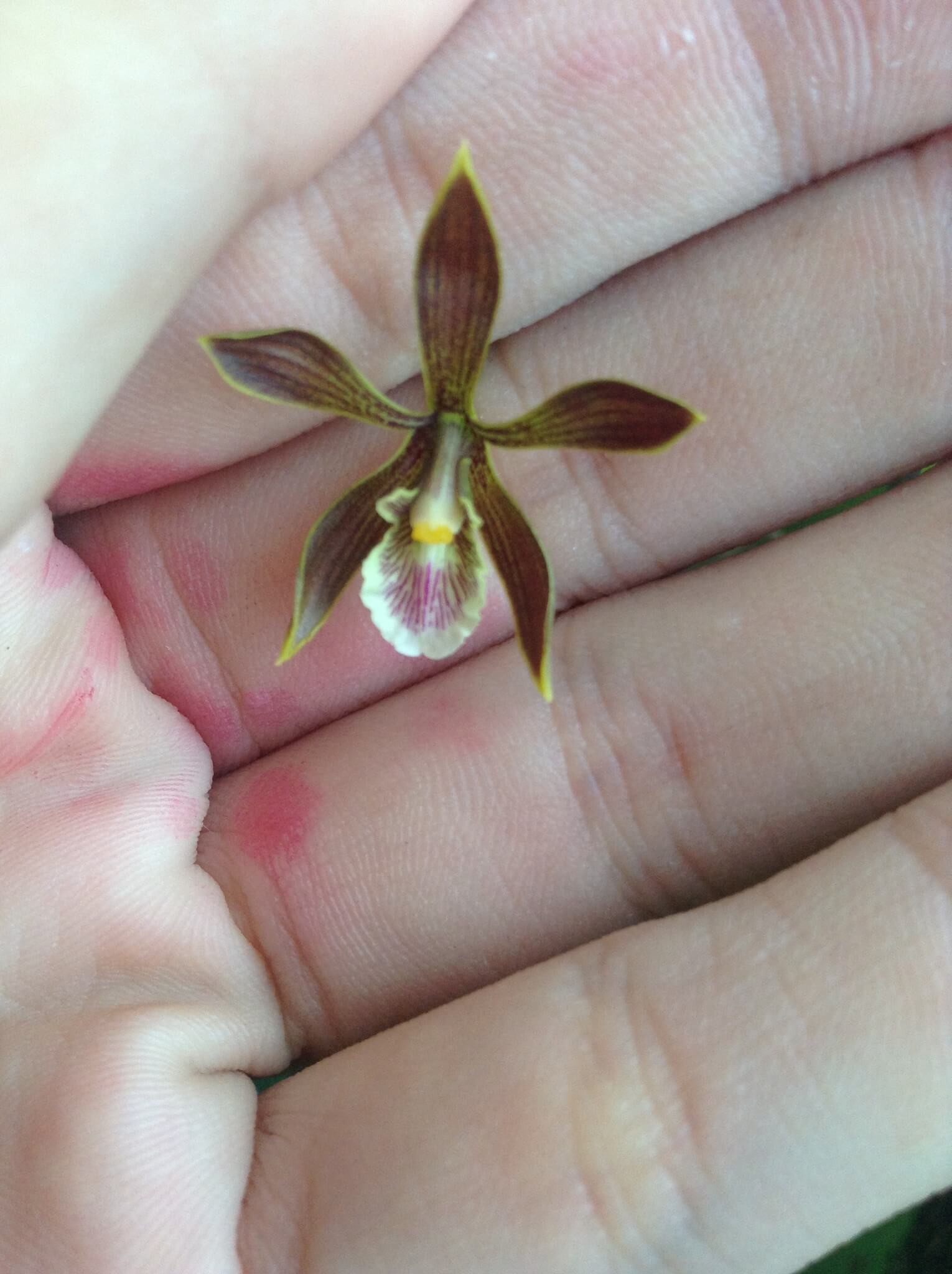 Encyclia spatella